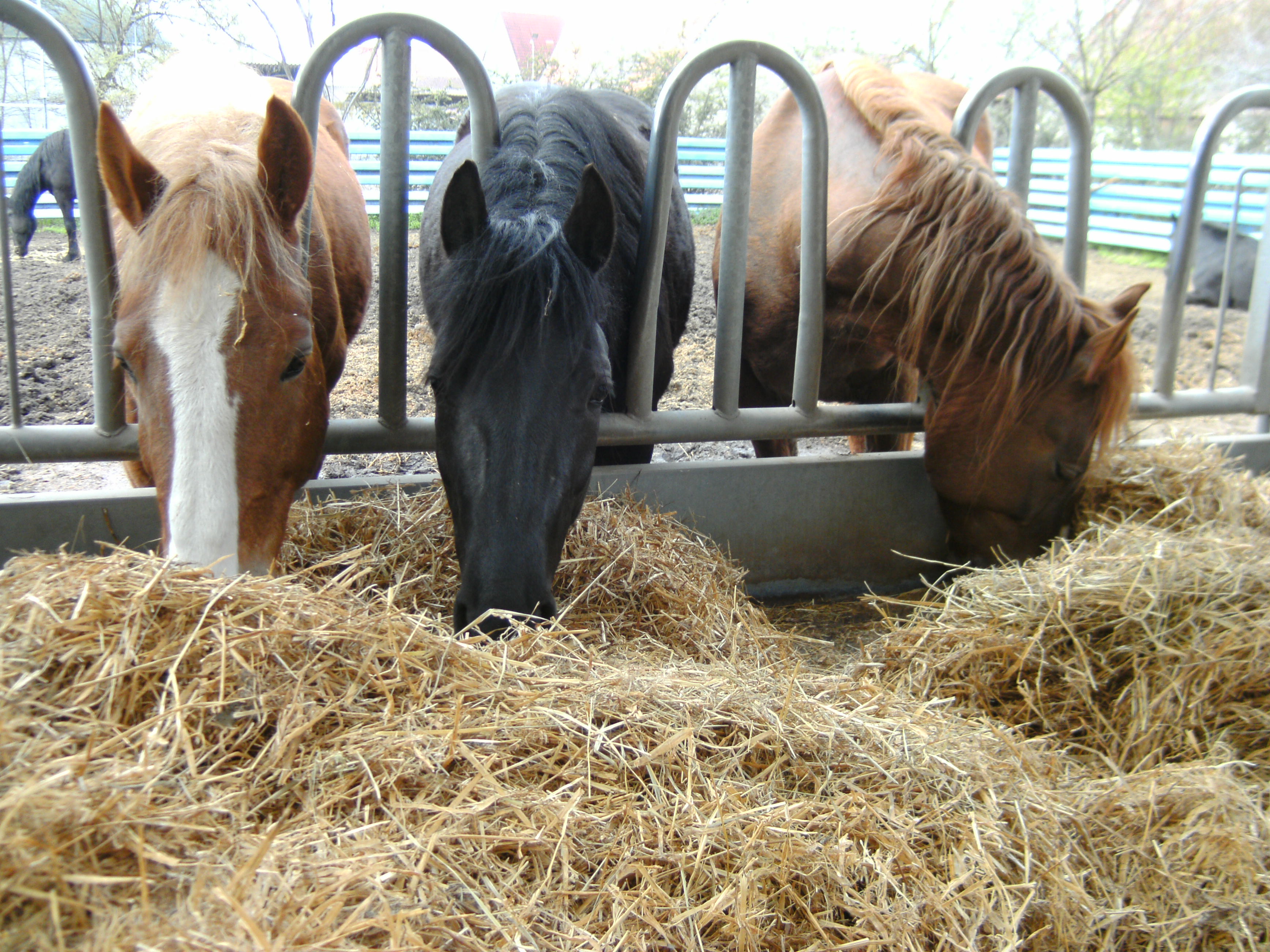 100DSCIM4 2013-04-21_12-24-06