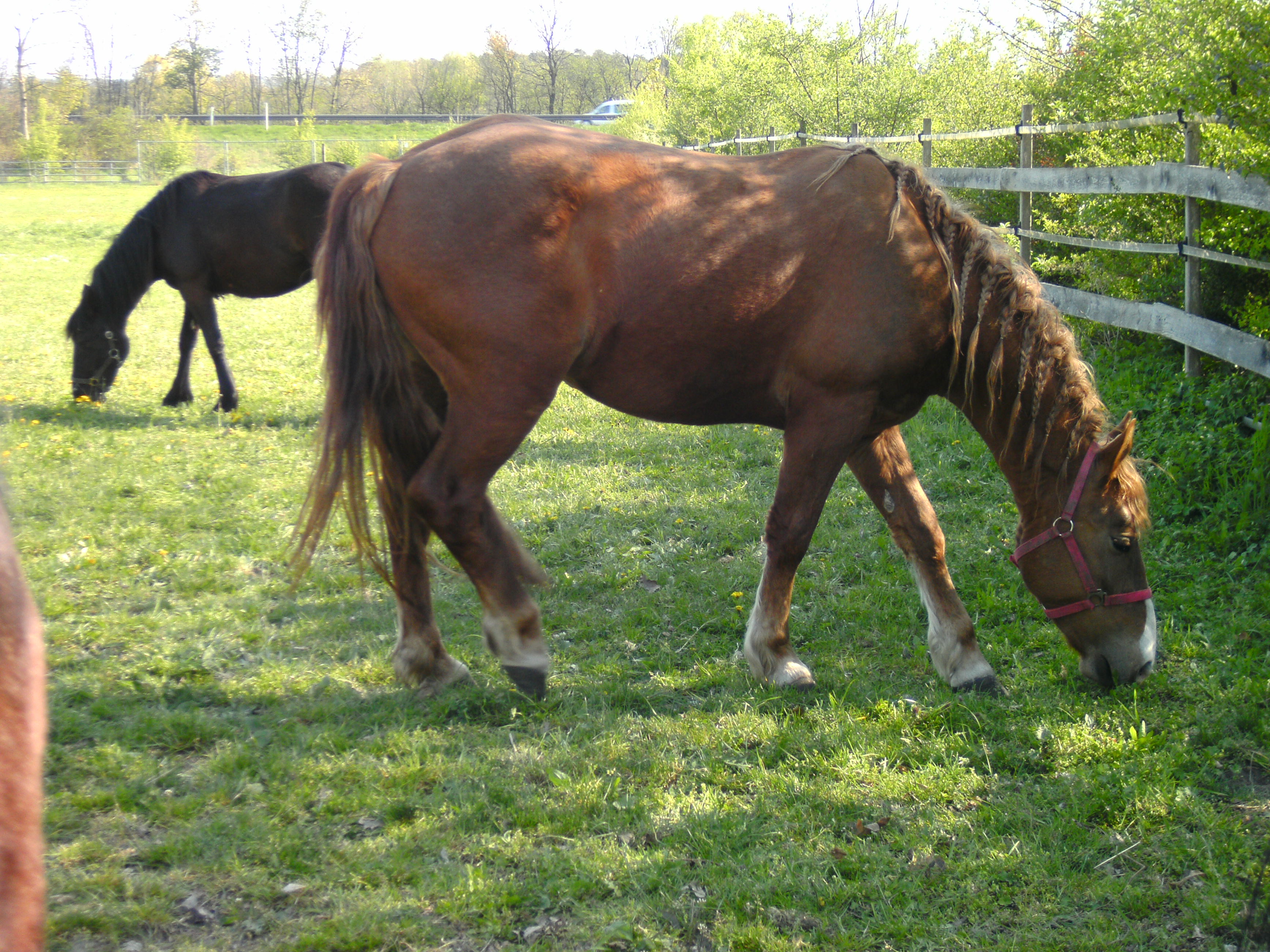 Herde auf der Kopel 2011-04-18_15-38-57