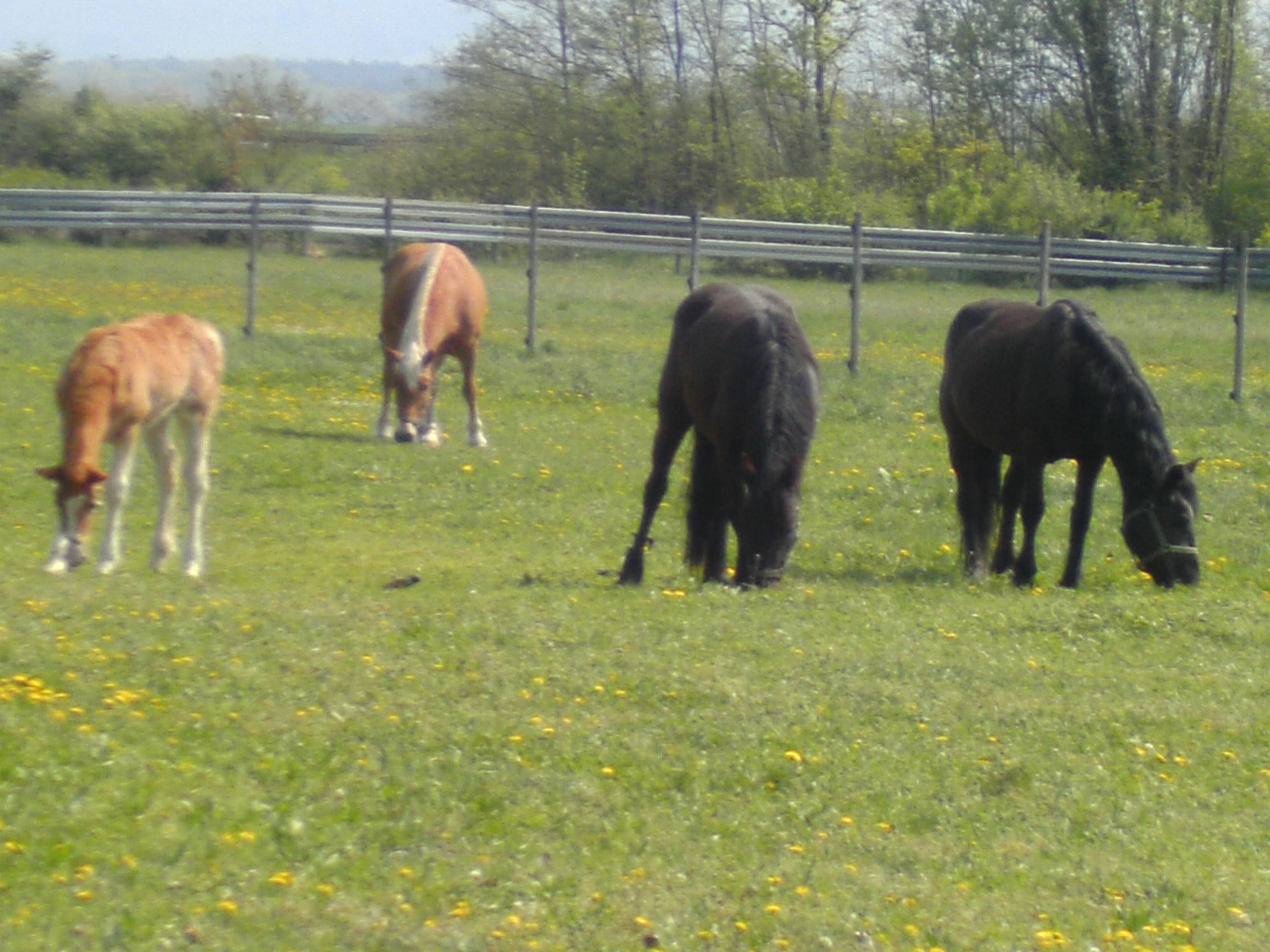 Herde auf der Kopel 2011-04-21_12-02-36