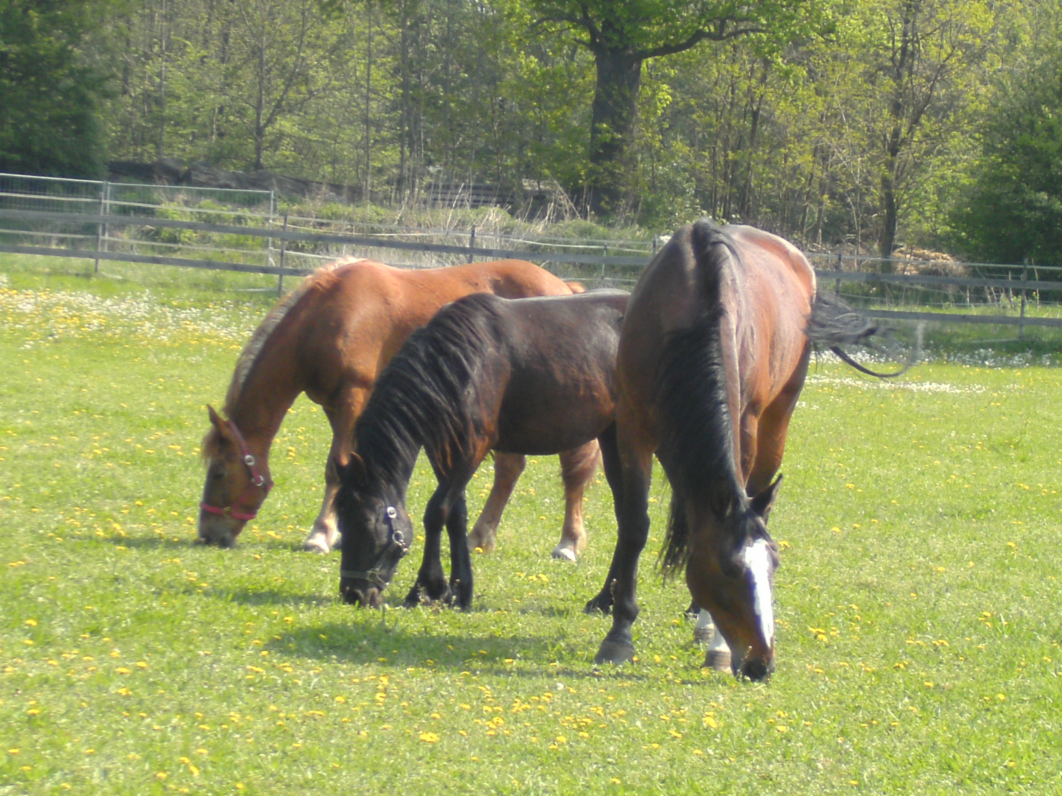 Herde auf der Kopel 2011-04-22_10-39-30