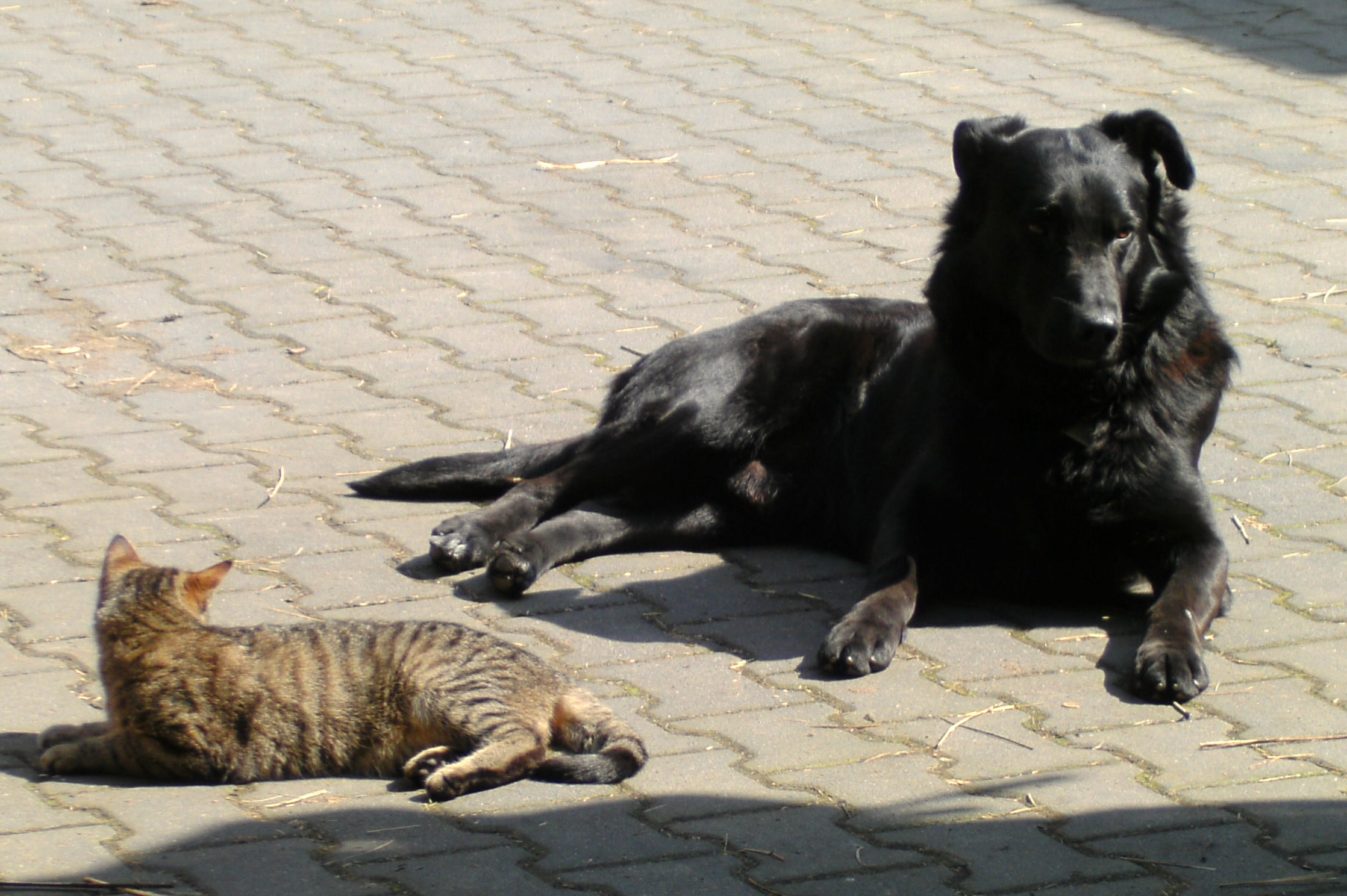 Hunde 2011-04-06_12-34-11