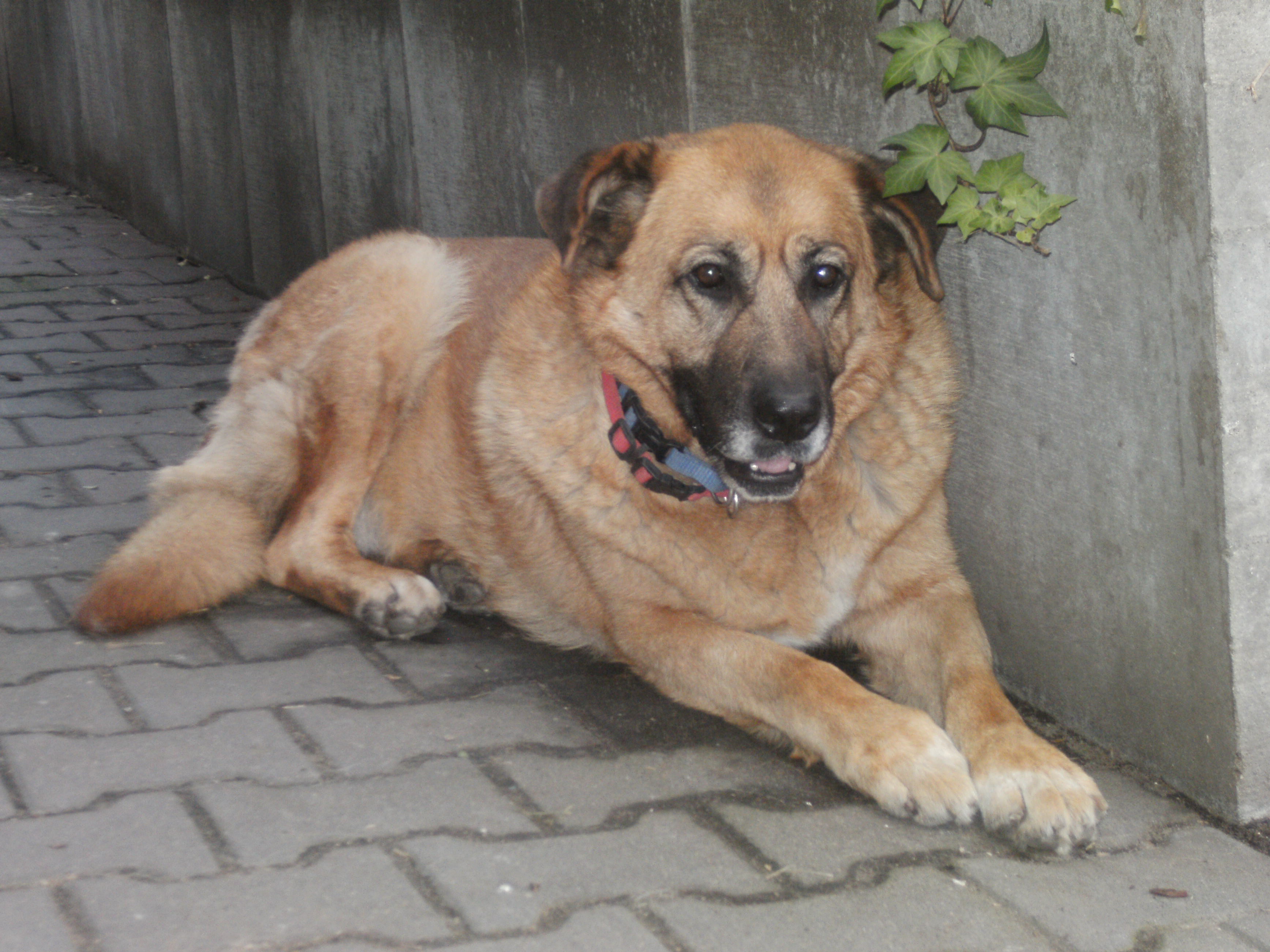 Hunde 2013-08-05_16-06-55