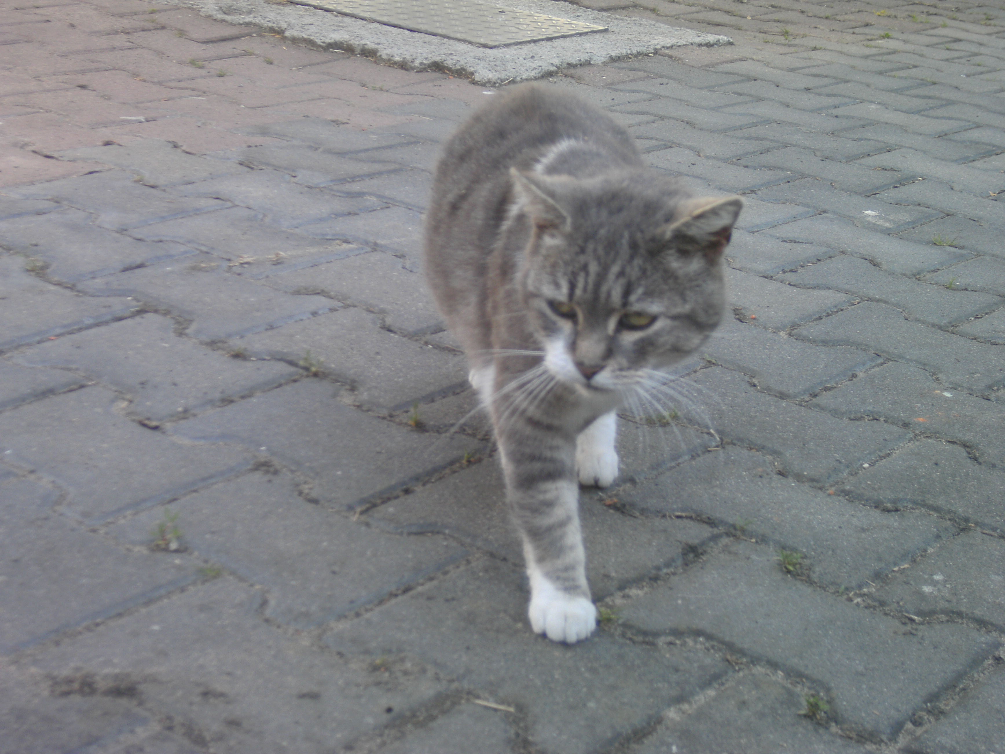 Katzen Foto�s 2012-05-23_09-21-28