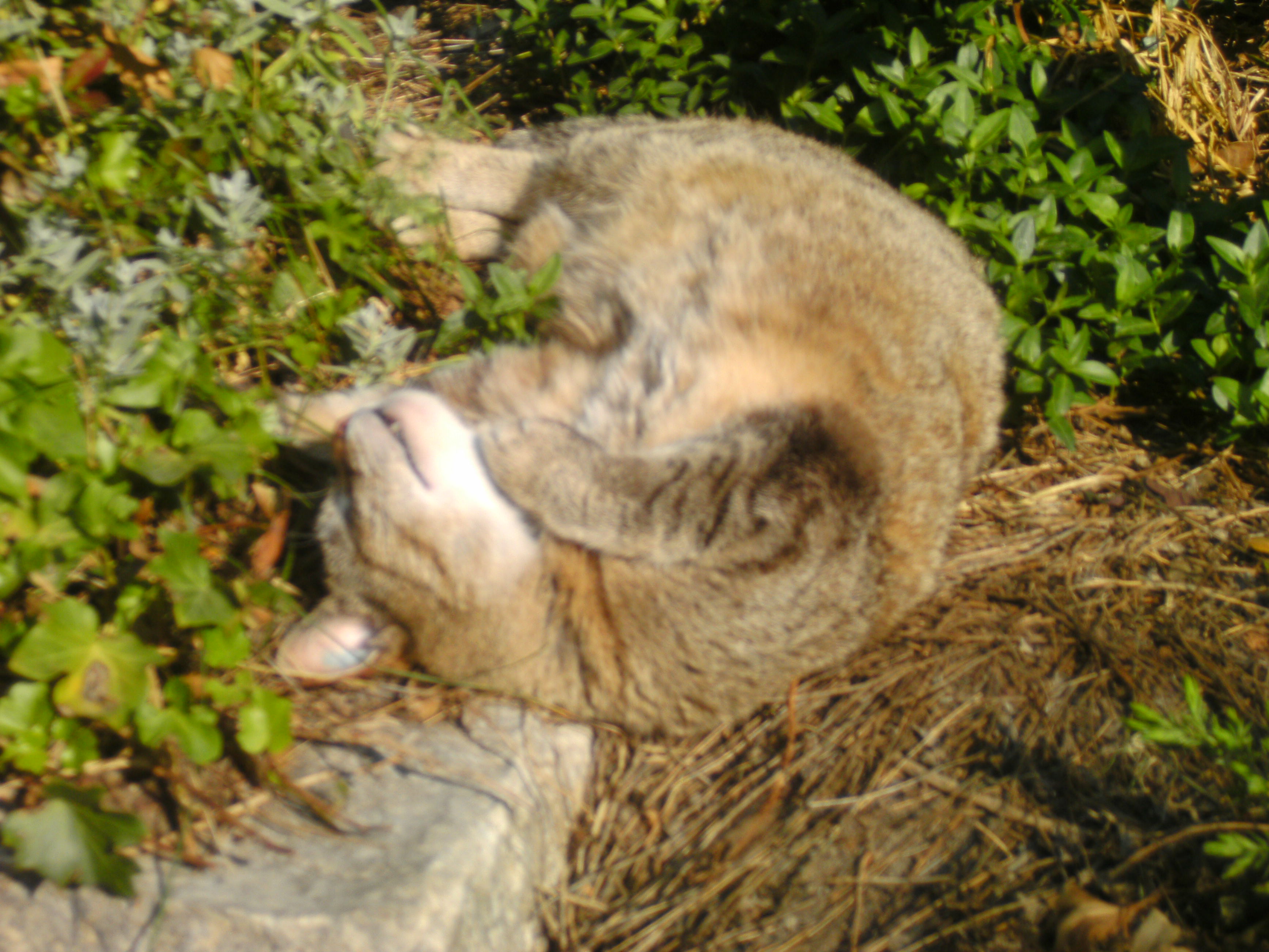 Katzen Foto�s 2012-05-23_09-24-21