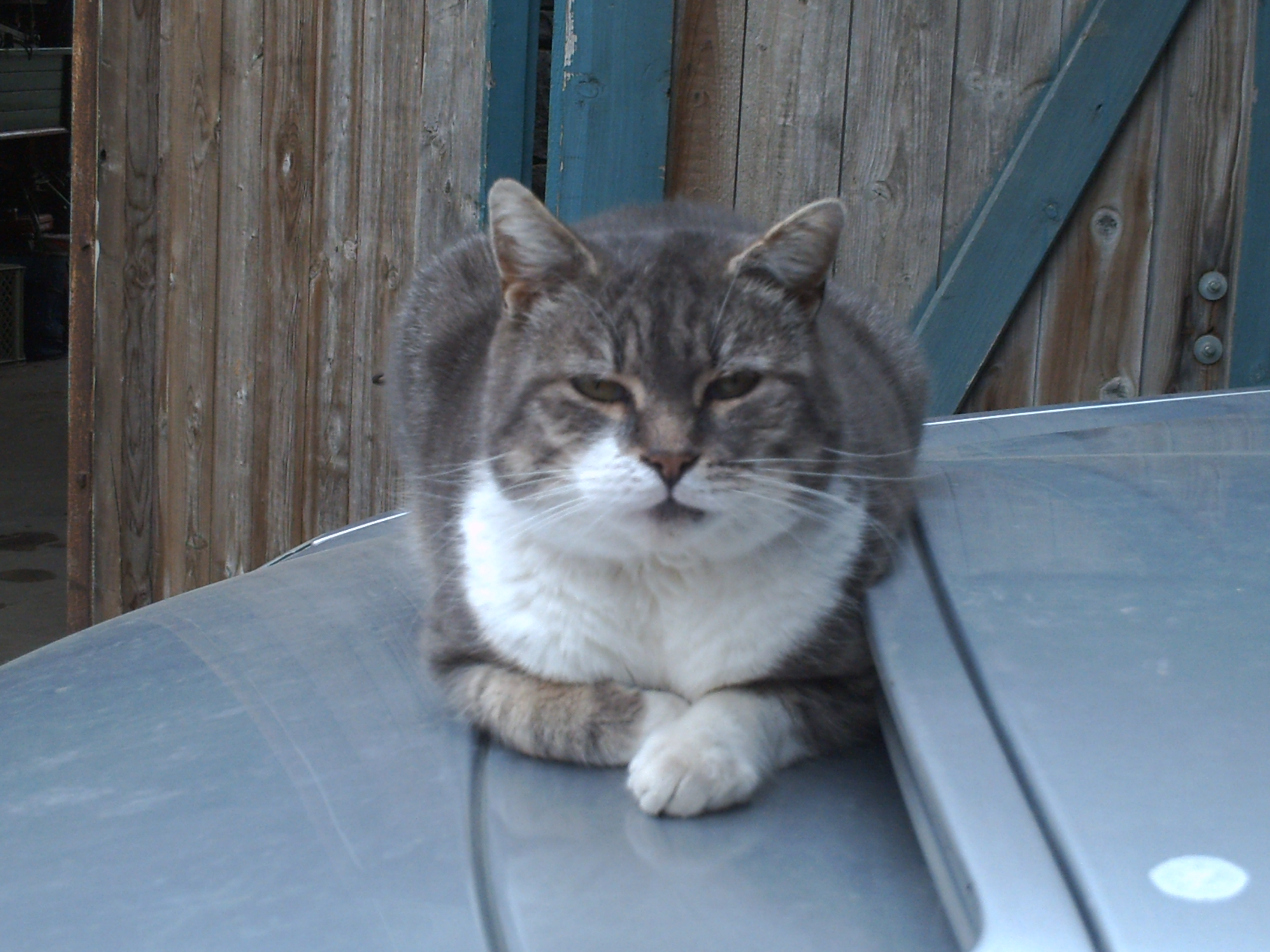 Katzen Foto�s 2100-12-31_00-00-00_06