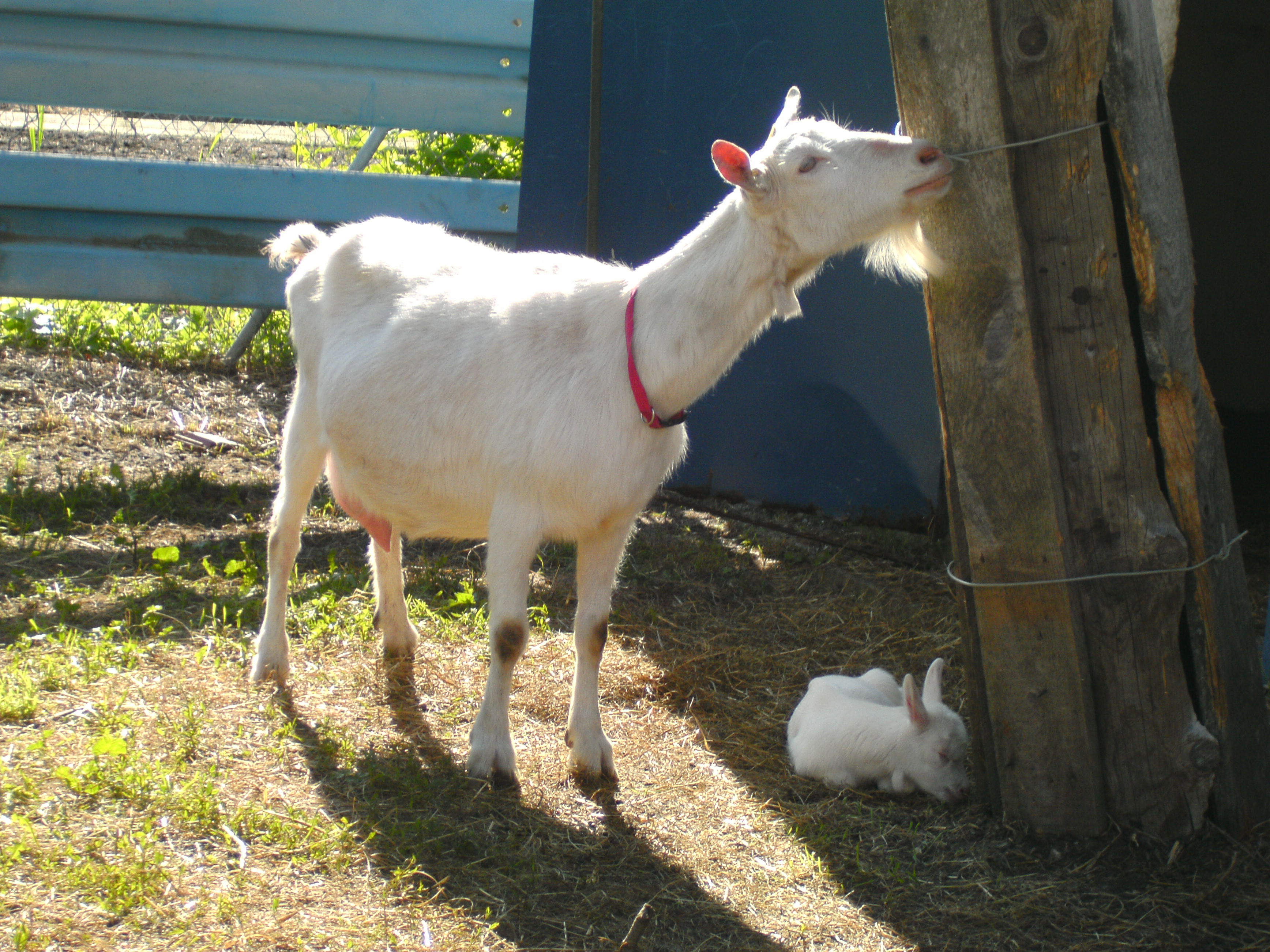 Ziegen Foto�s 2013-05-28_16-40-31